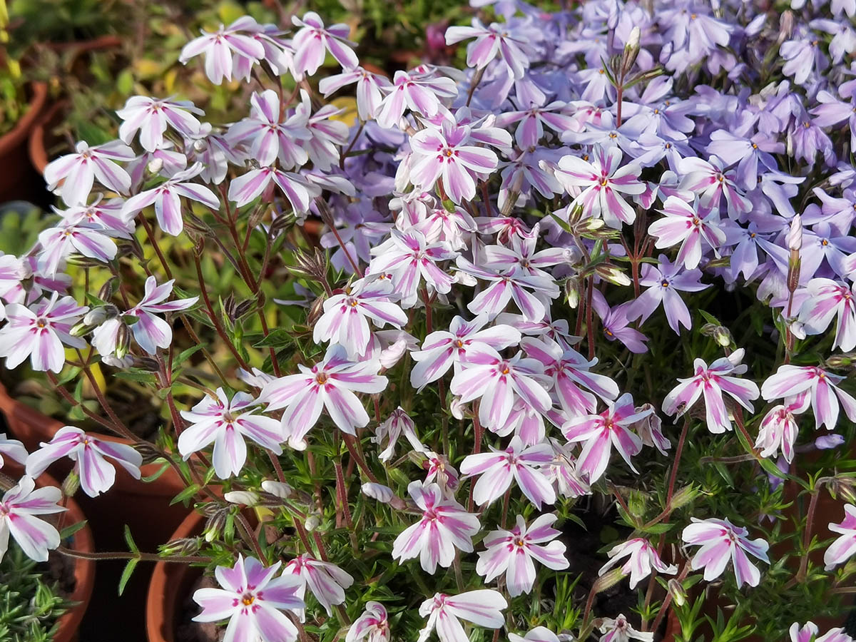 Phlox subulata 'Candy stripes' photo